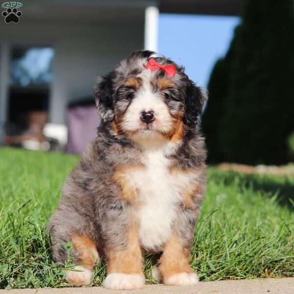Fern, Mini Bernedoodle Puppy